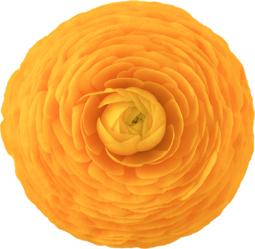 Ranúnculo Giallo Box