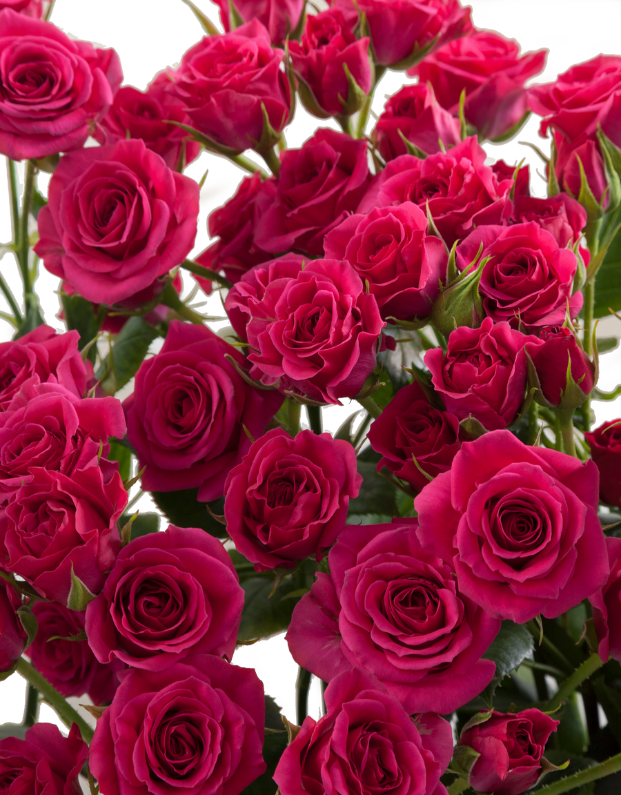 Spray Roses Hot Pink Box - 20
