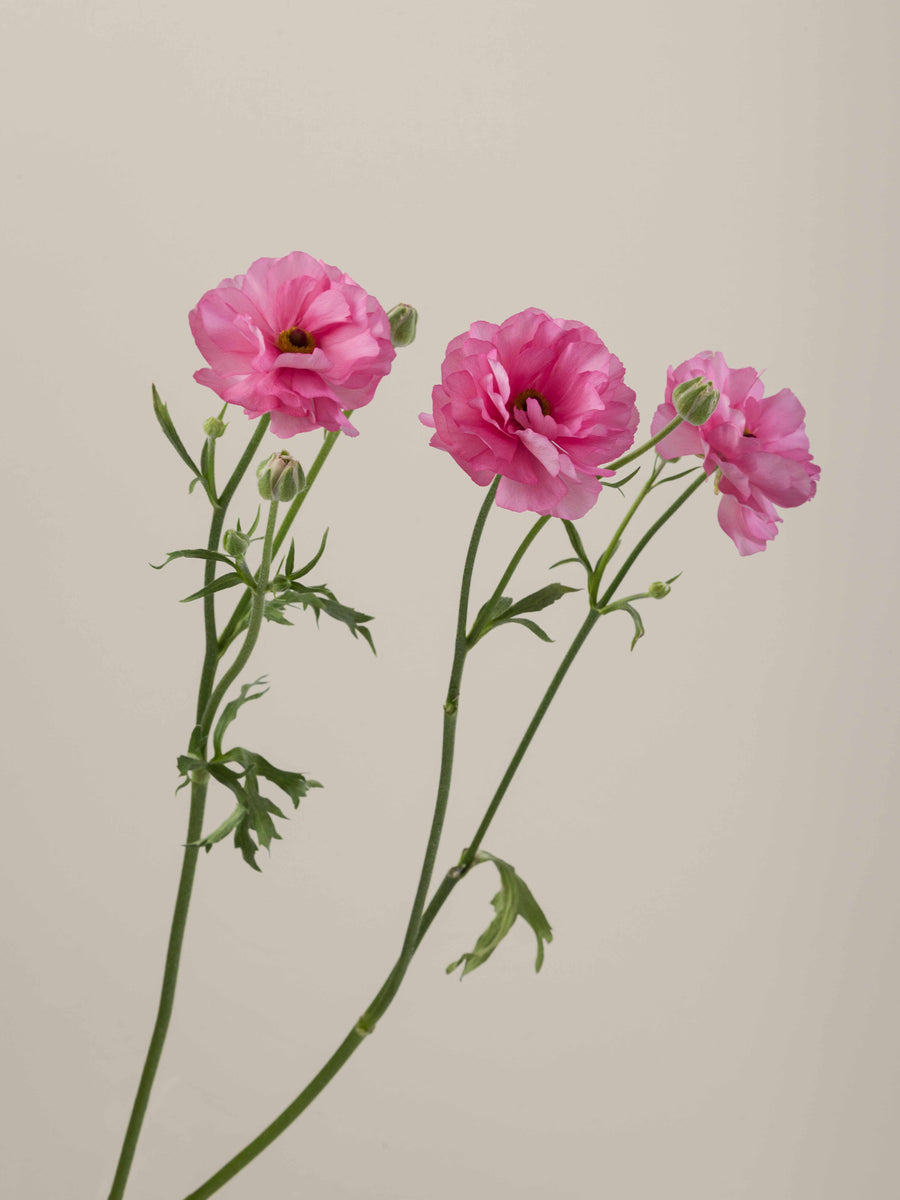 Natura Moderna Dolce