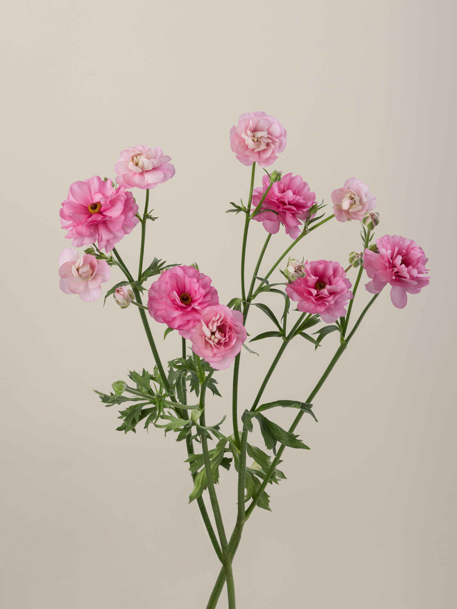 Natura Moderna Dolce