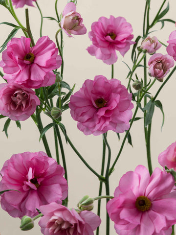 Natura Moderna Dolce