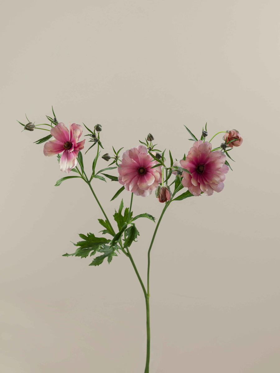 Natura Moderna Energía