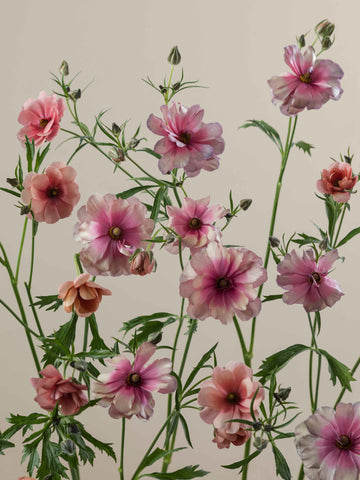 Natura Moderna Energía