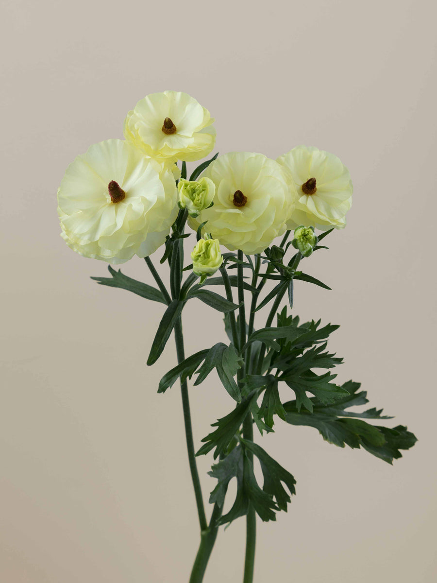 Natura Moderna Limoncello