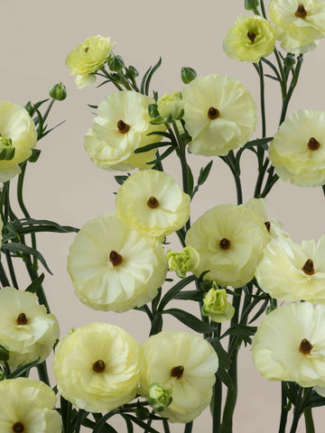 Natura Moderna Limoncello