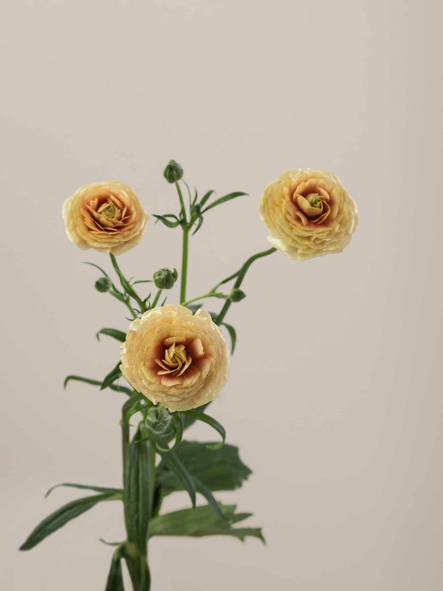 Natura Moderna Miele