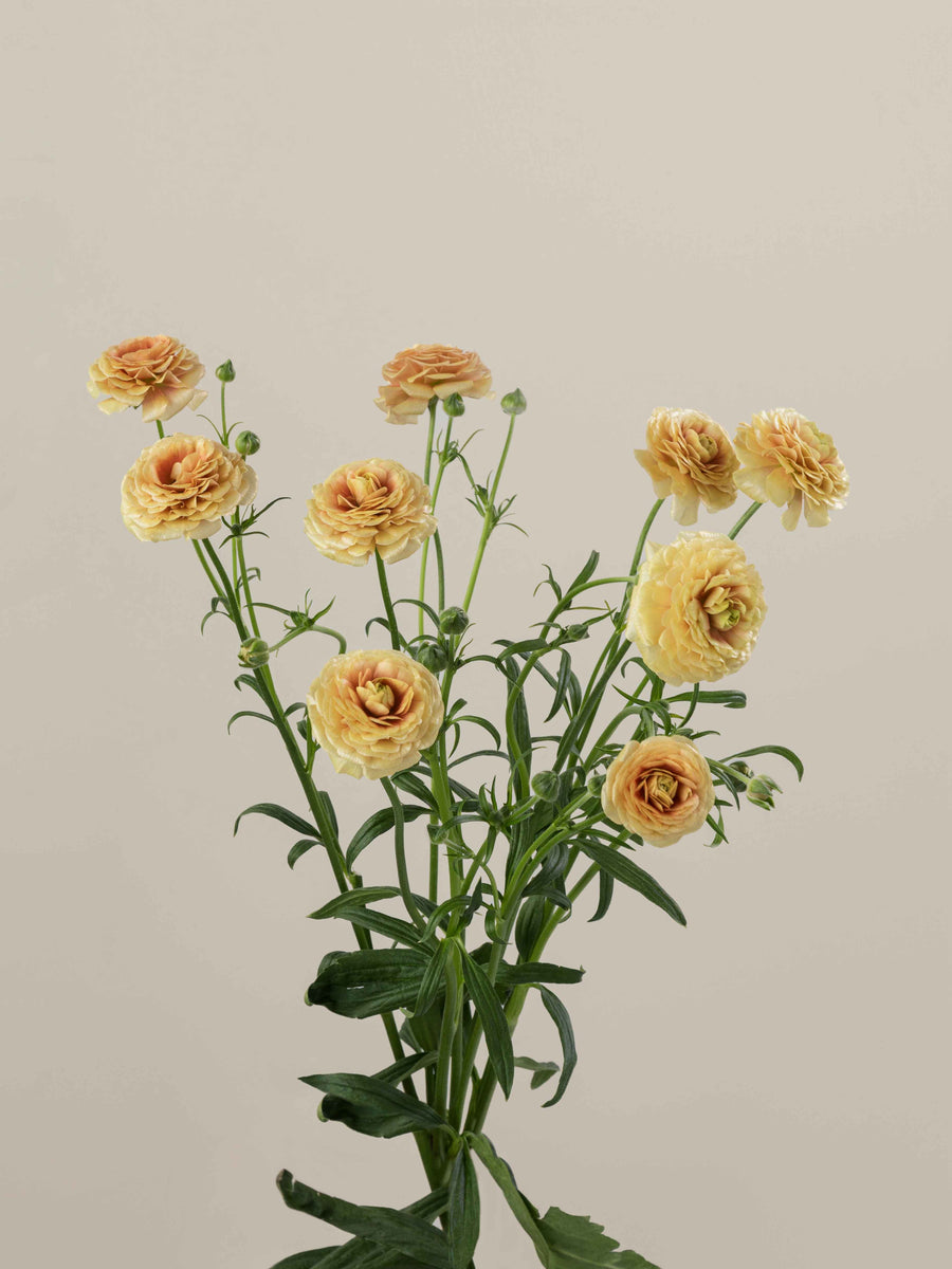 Natura Moderna Miele