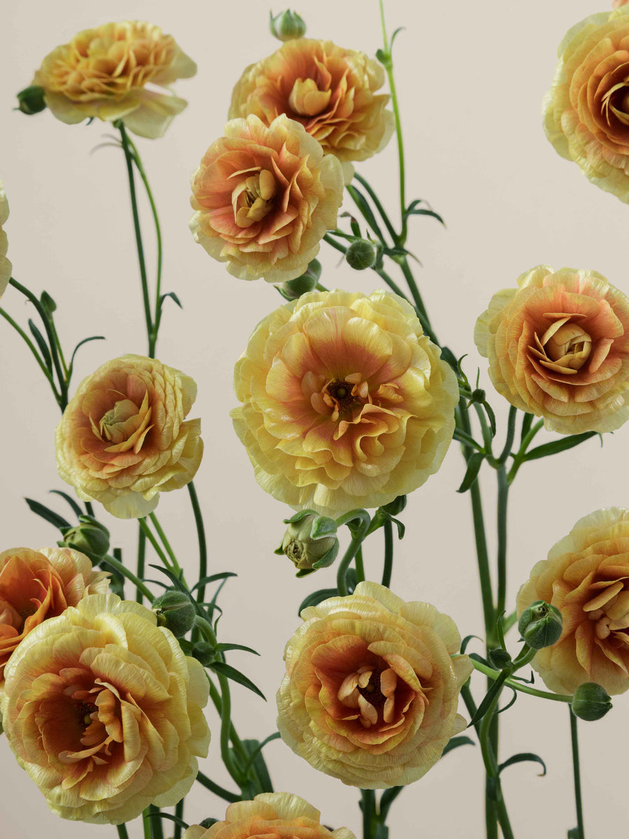 Natura Moderna Miele