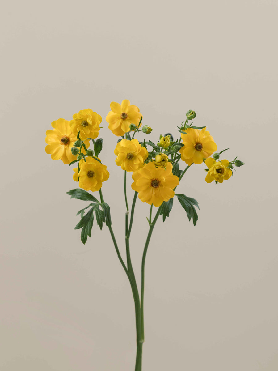 Natura Moderna Sorrento