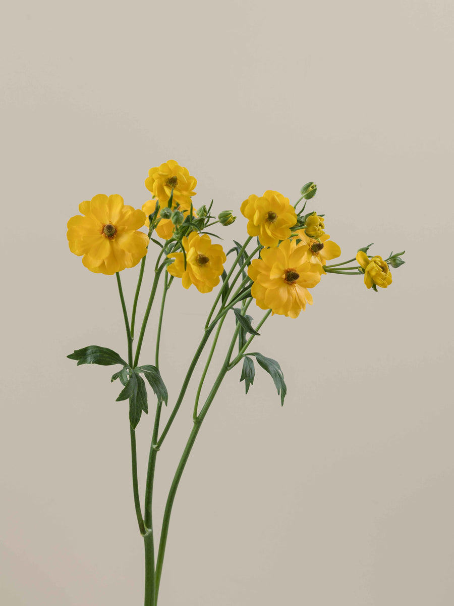 Natura Moderna Sorrento