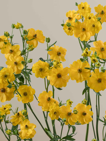 Natura Moderna Sorrento