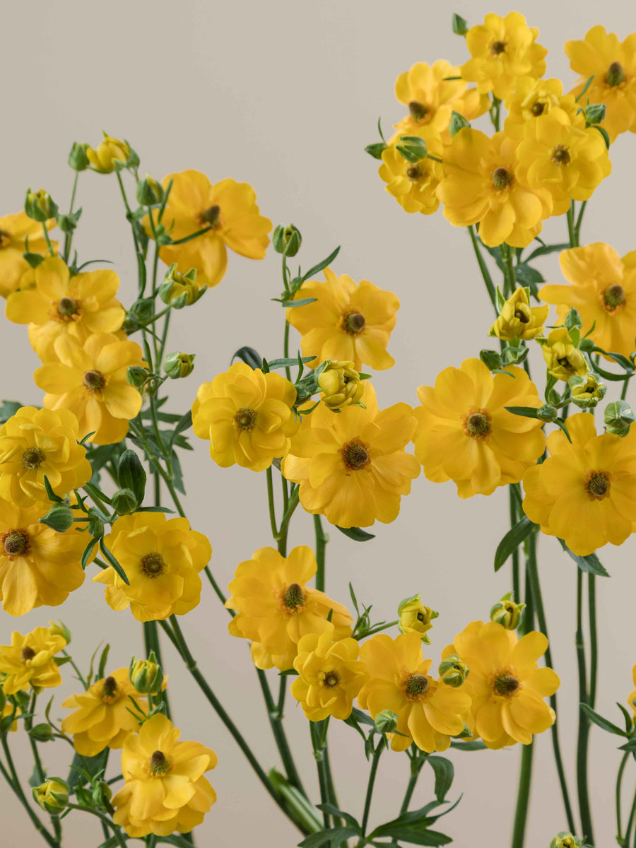 Natura Moderna Sorrento