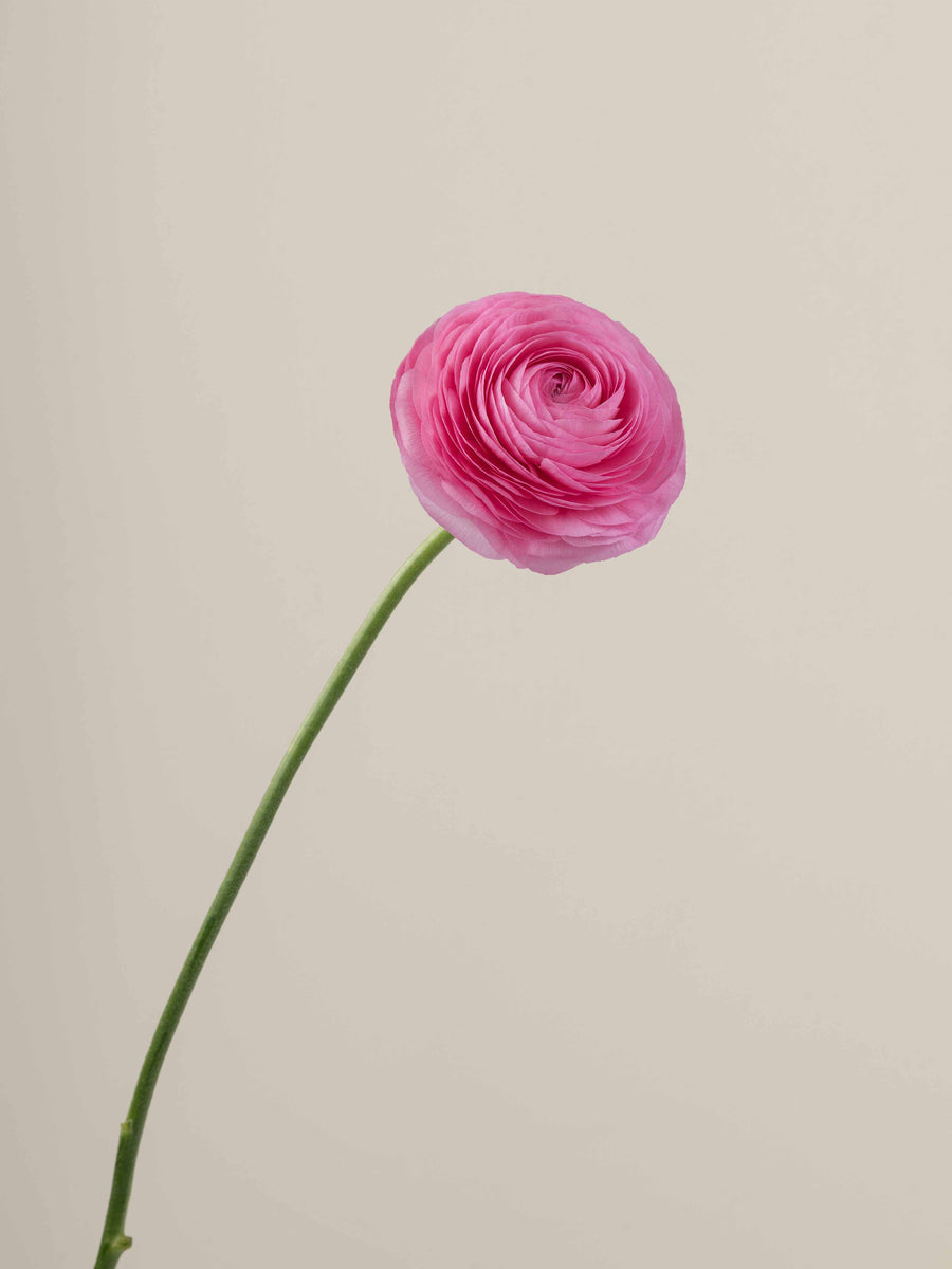Ranúnculo Rosa Box
