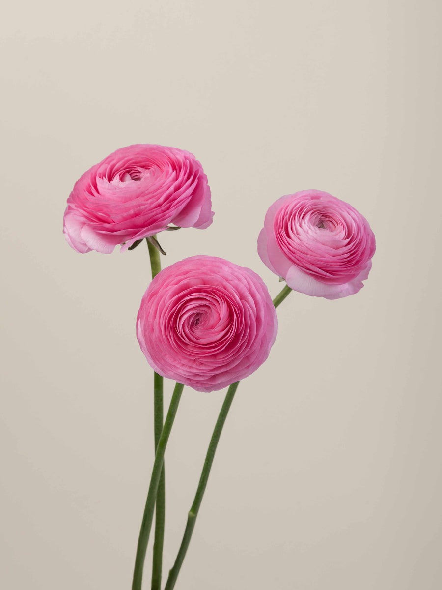Ranúnculo Rosa Box