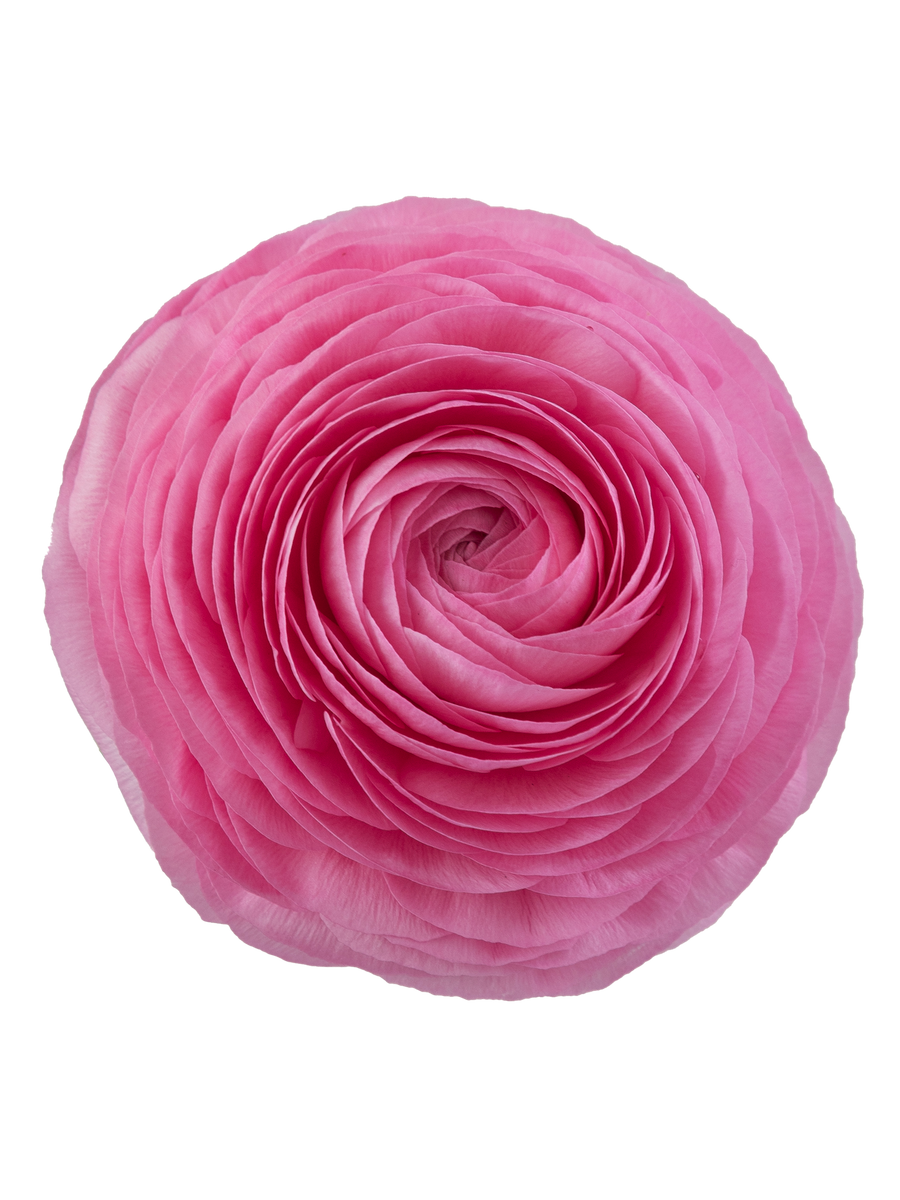 Flor de verano Ranunculo Rossa RP EC