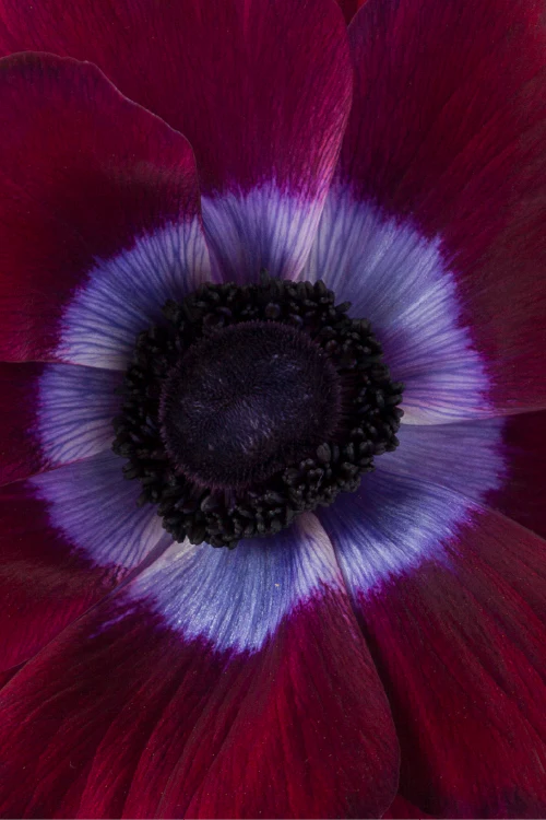 Single burgundy mistral anemone with green stem and leaves against a light background.

#color_burgundy #detail