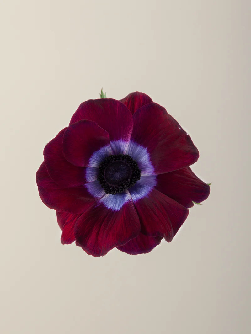 Single burgundy mistral anemone with green stem and leaves against a light background.

#color_burgundy