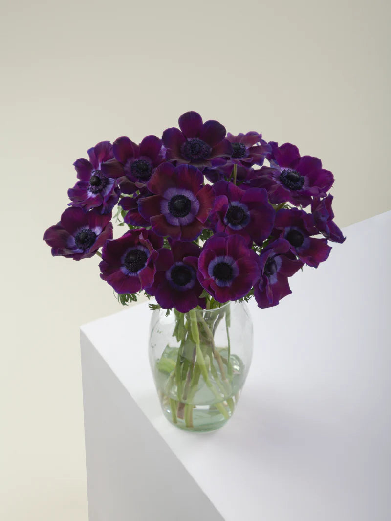 Bouquet of burgundy mistral anemones arranged in a glass vase on a light background.

#color_burgundy