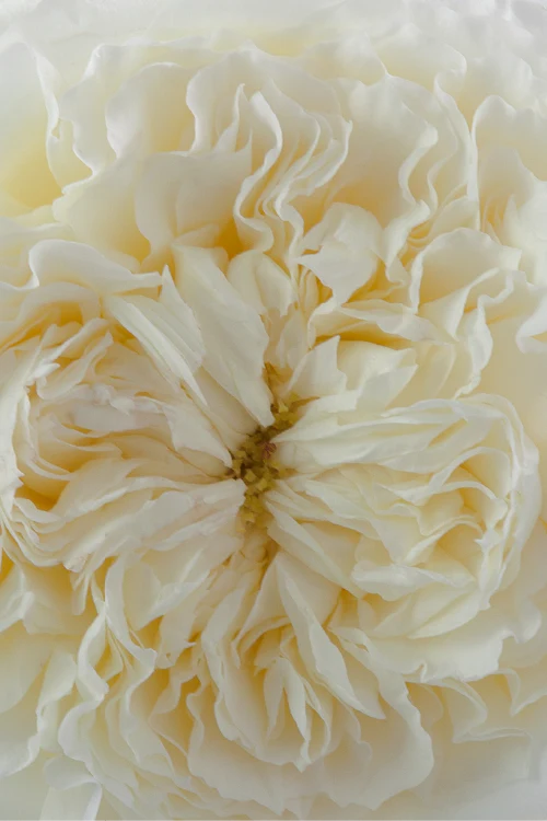 #color_patience #detail