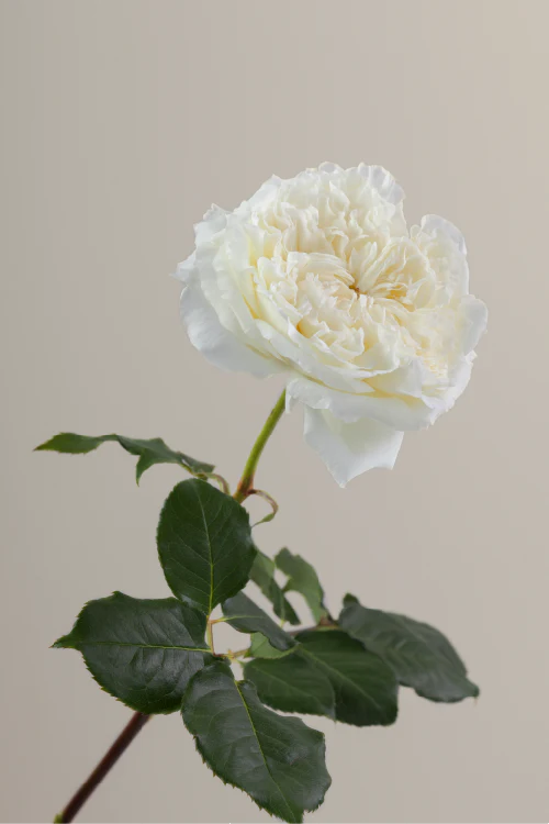 #color_patience #detail