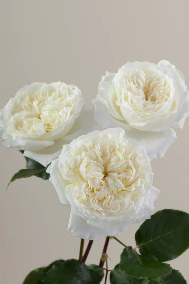 #color_patience #detail