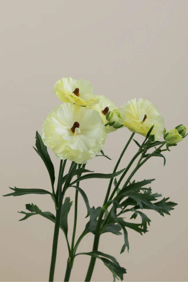 #color_limoncello #detail