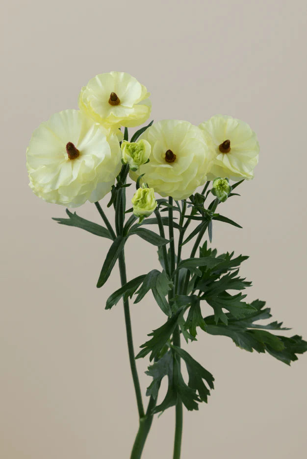 #color_limoncello #detail