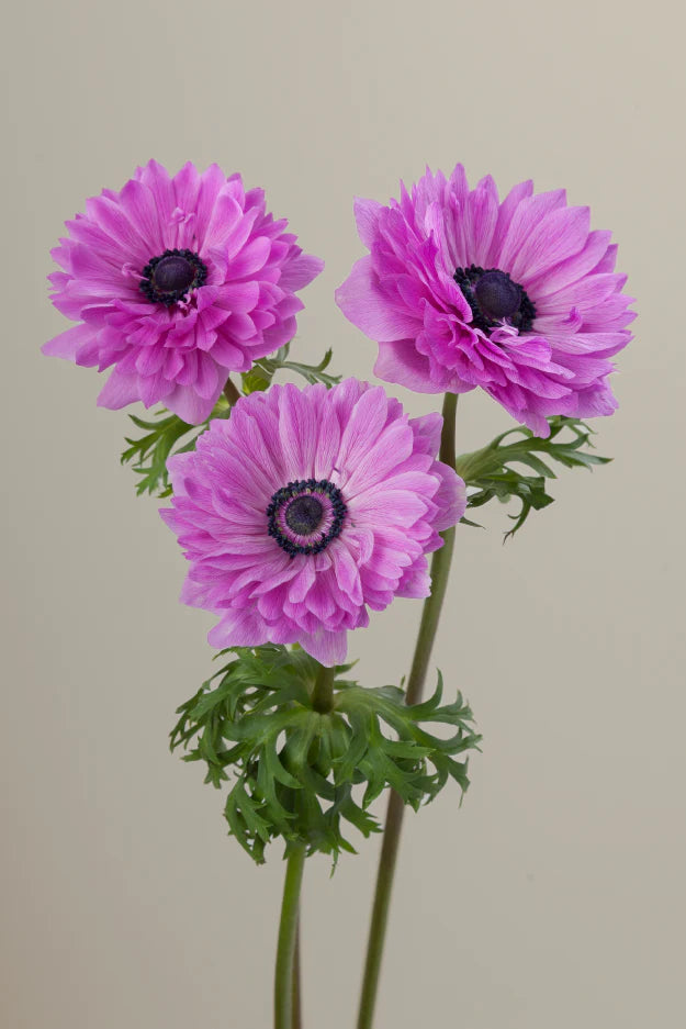 #color_fucsia #detail