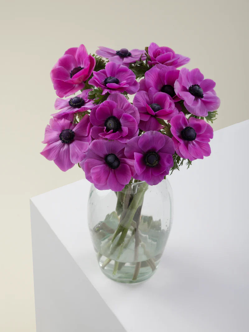 Bouquet of fucsia mistral anemones arranged in a glass vase on a light background

#color_fucsia