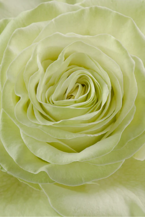 Macro close-up of a deep green rose showing detailed spiral petal pattern.

#color_green #detail