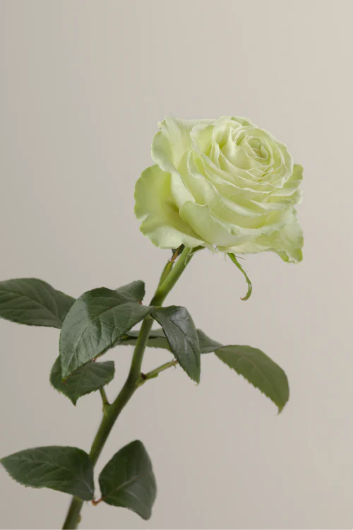 Single green rose with a long green stem with leaves against a neutral background.

#color_green #detail