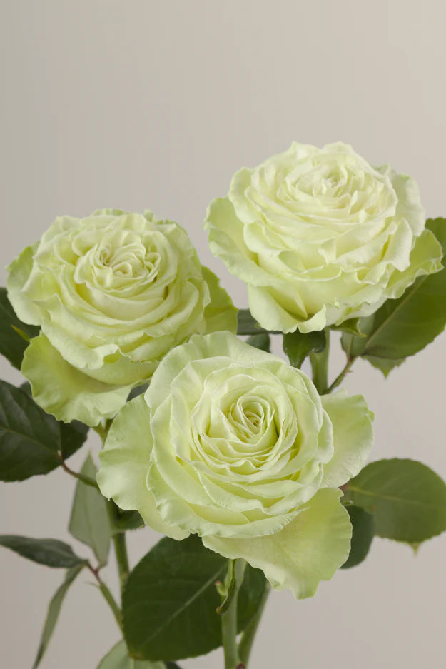 #color_green #detail