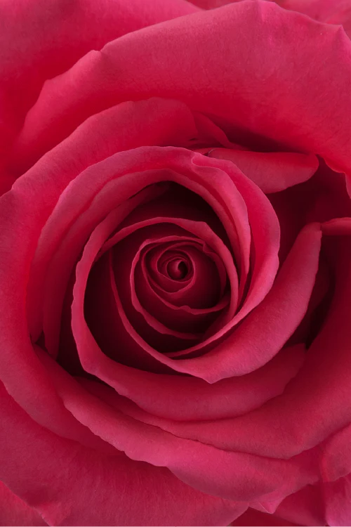 #color_hotpink #detail