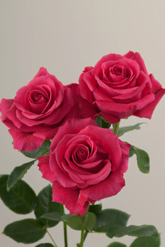 #color_hotpink #detail