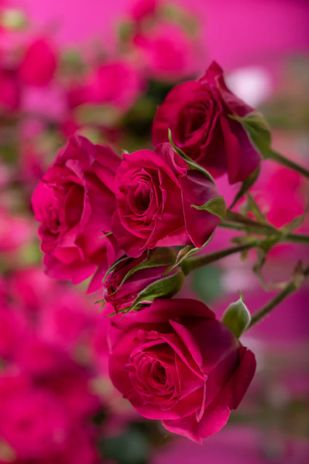 #color_hot pink #detail