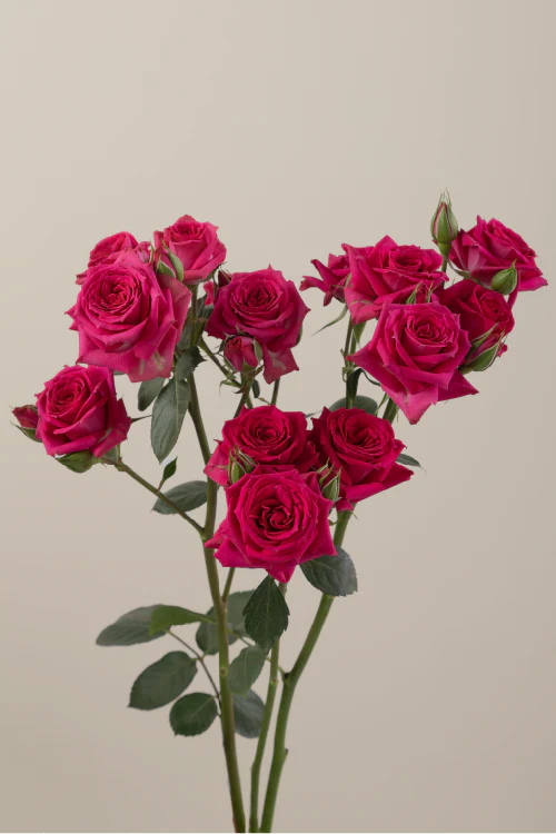 #color_hot pink #detail