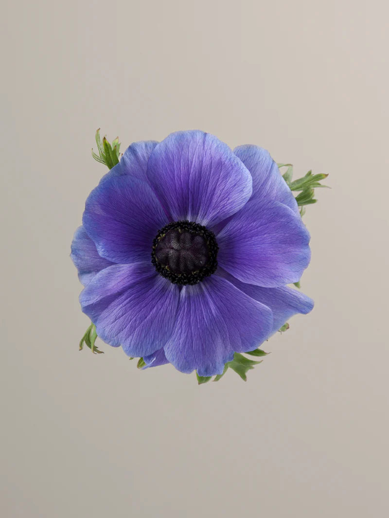 Single lavender mistral anemone with green stem and leaves against a light background.

#color_blu