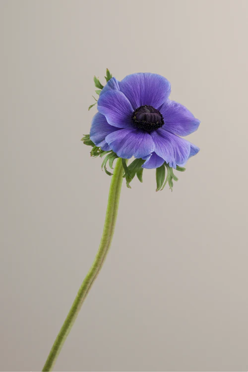 Single lavender mistral anemone with a long green stem with leaves against a neutral background.

#color_blu #detail