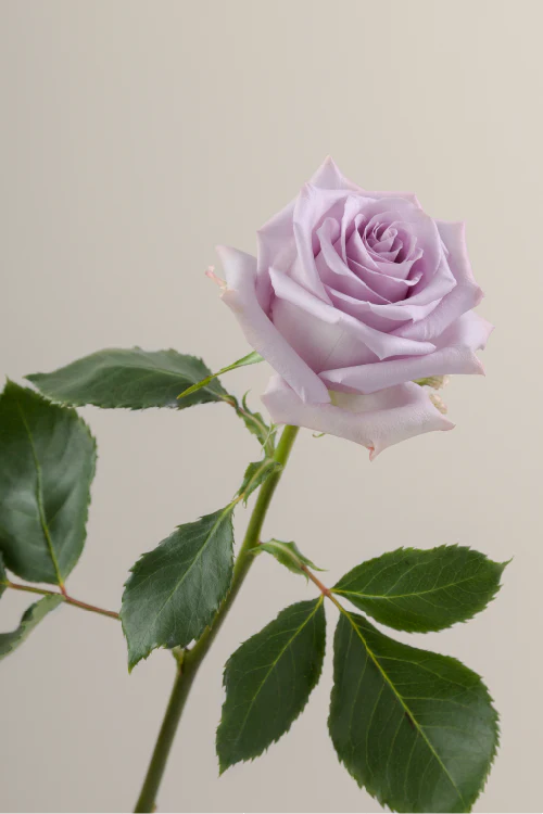 Single lavender rose with a long green stem with leaves against a neutral background.

#color_lavender #detail