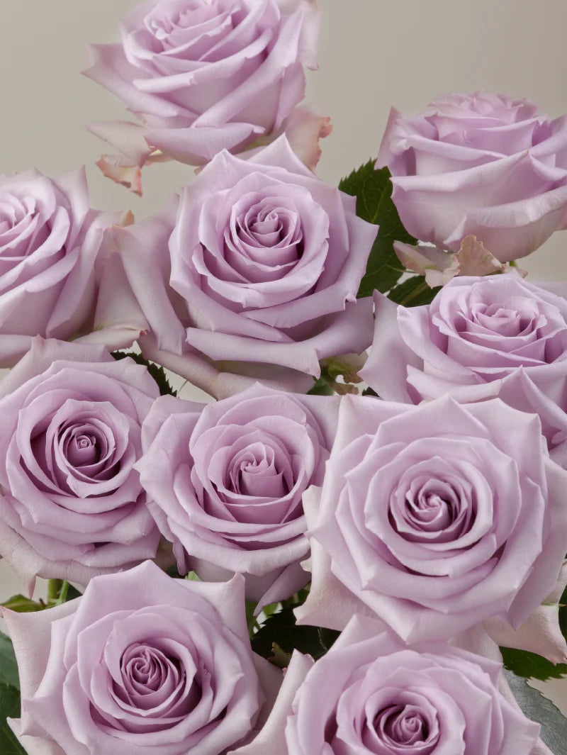 Close-up of multiple fresh lavender roses grouped tightly together.

#color_lavender