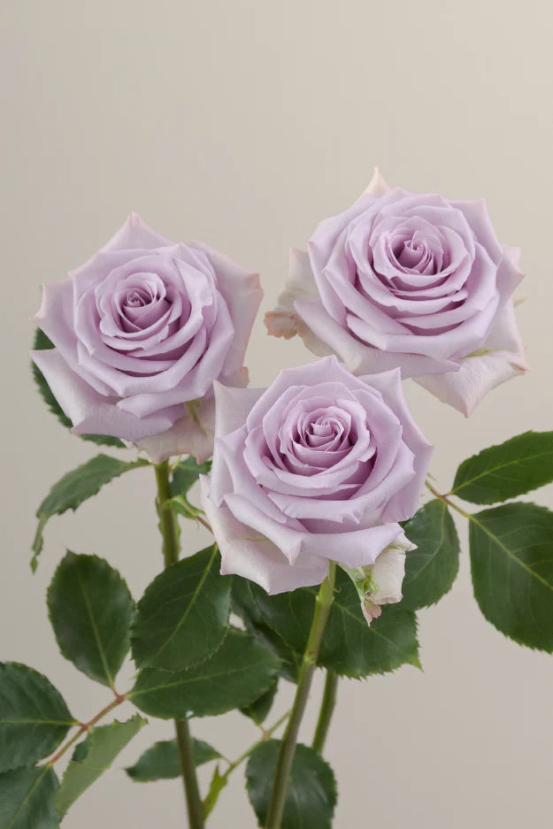 #color_lavender #detail