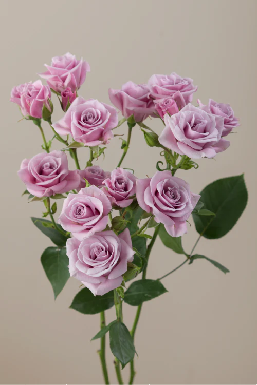Spray Roses Poster Spray Roses