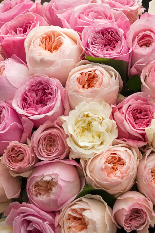 #color_garden #detail