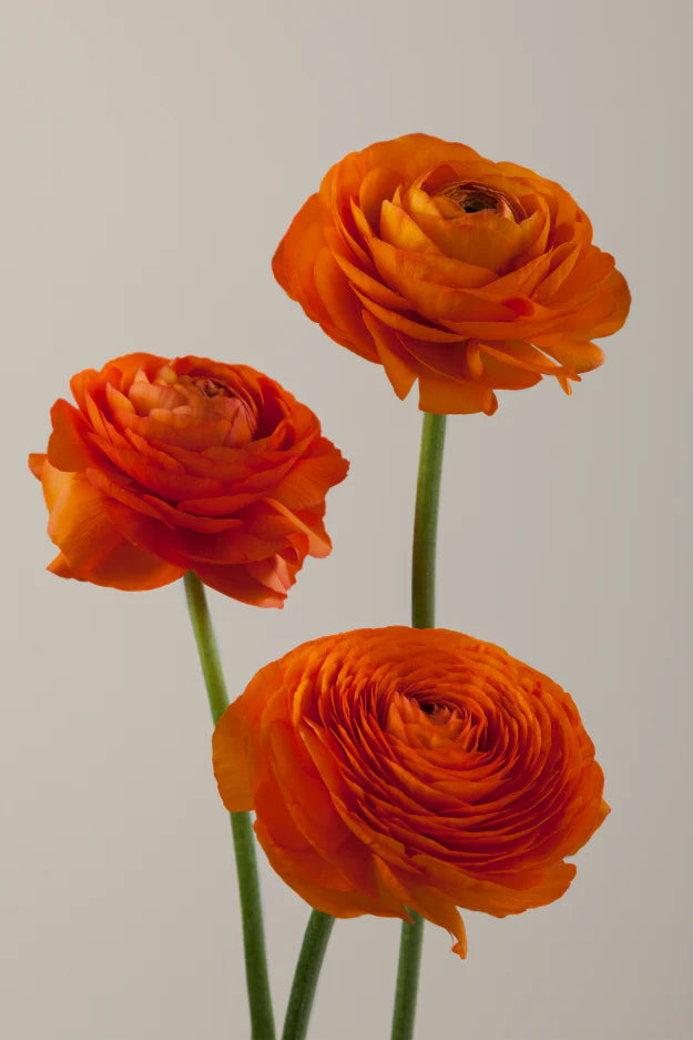 #color_clementine #detail