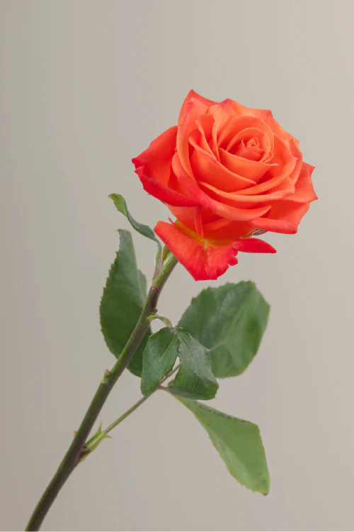 Single orange rose with a long green stem with leaves against a neutral background.

#color_orange #detail
