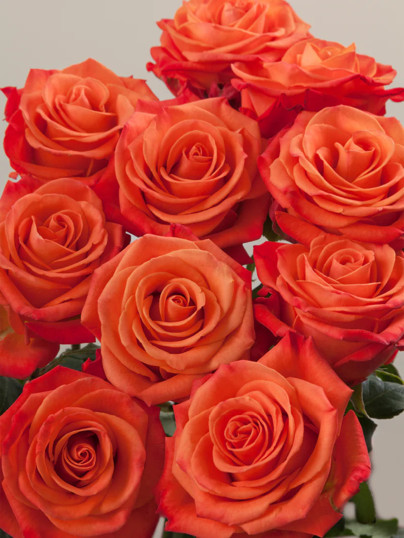 Close-up of multiple fresh orange roses grouped tightly together.

#color_orange