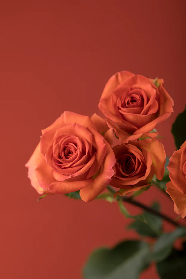 #color_orange #detail