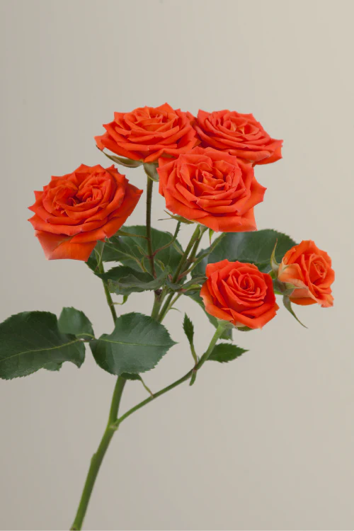 #color_orange #detail