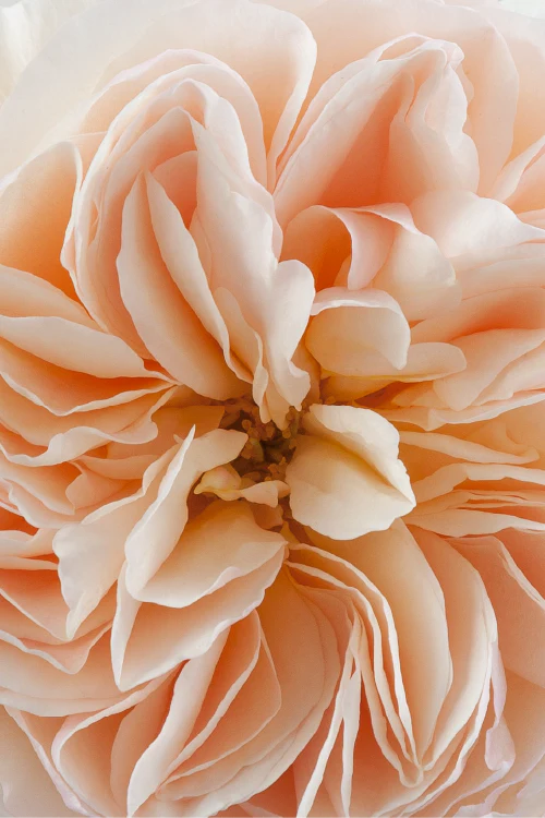 #color_juliet #detail