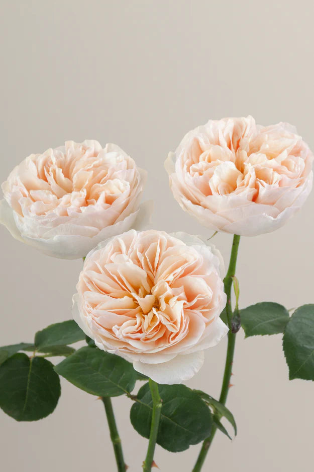 #color_juliet #detail